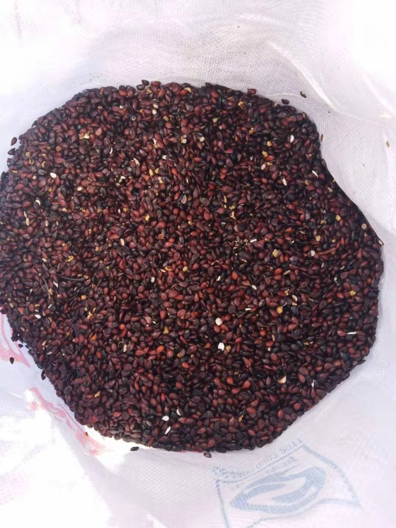 梨树种子鲜梨籽大梨种子.现加工现卖保出芽率