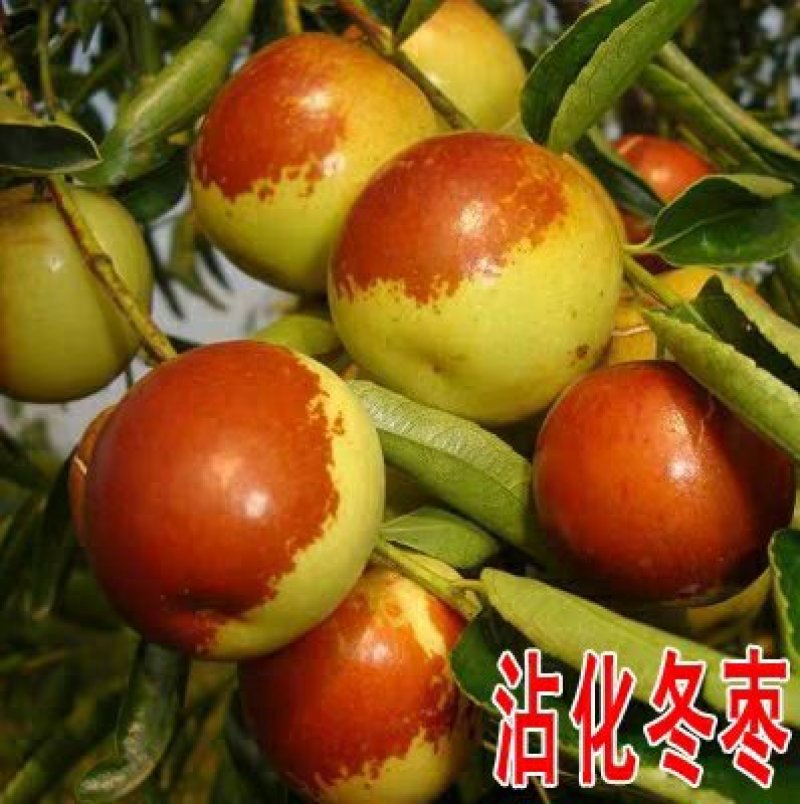 枣树苗占化冬枣，金丝大枣嫁接苗死苗补发，基地直销