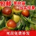 枣树苗占化冬枣，金丝大枣嫁接苗死苗补发，基地直销