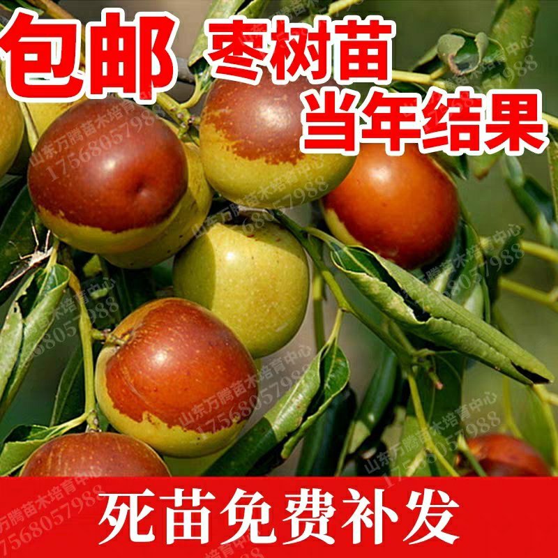 枣树苗占化冬枣，金丝大枣嫁接苗死苗补发，基地直销
