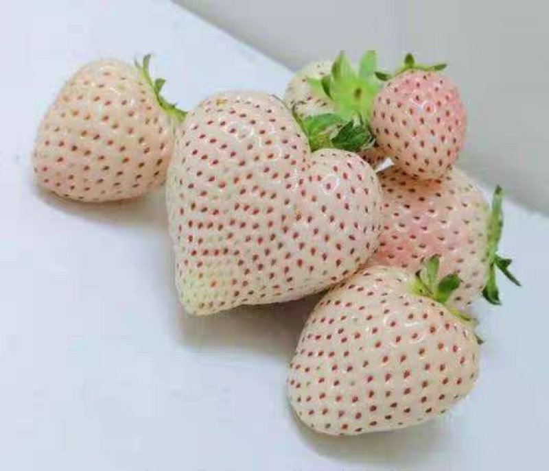 进口新品种四季淡雪天使桃熏阳台盆栽带果草莓苗穴盘苗营养杯