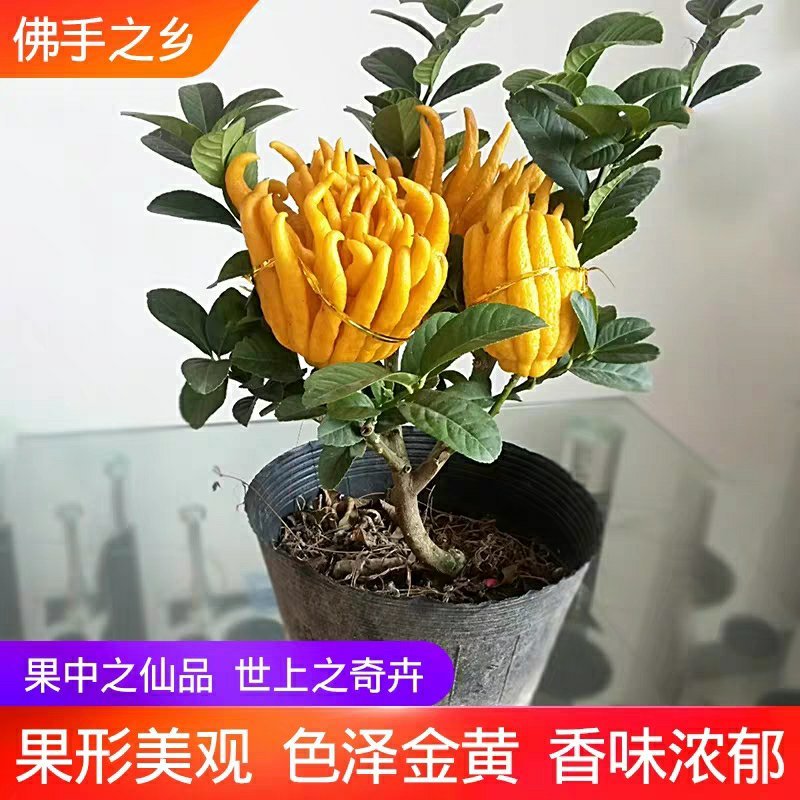 金华佛手盆景带果金佛手苗盆栽花卉金佛手盆栽带果