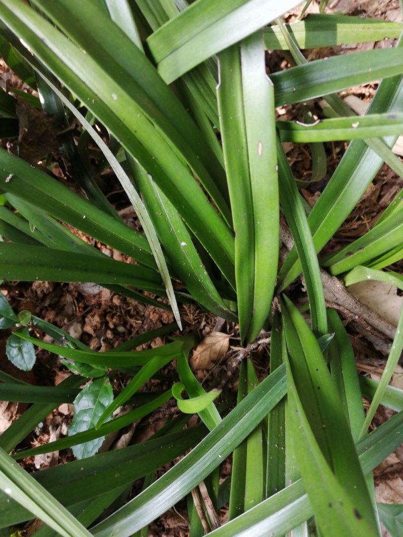 高品质兰花，湖北随州名品蕙兰，春兰，花浓香