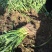 华卅区红根蒜苗十一月底陆续大量上市欢迎各地客商看货订购
