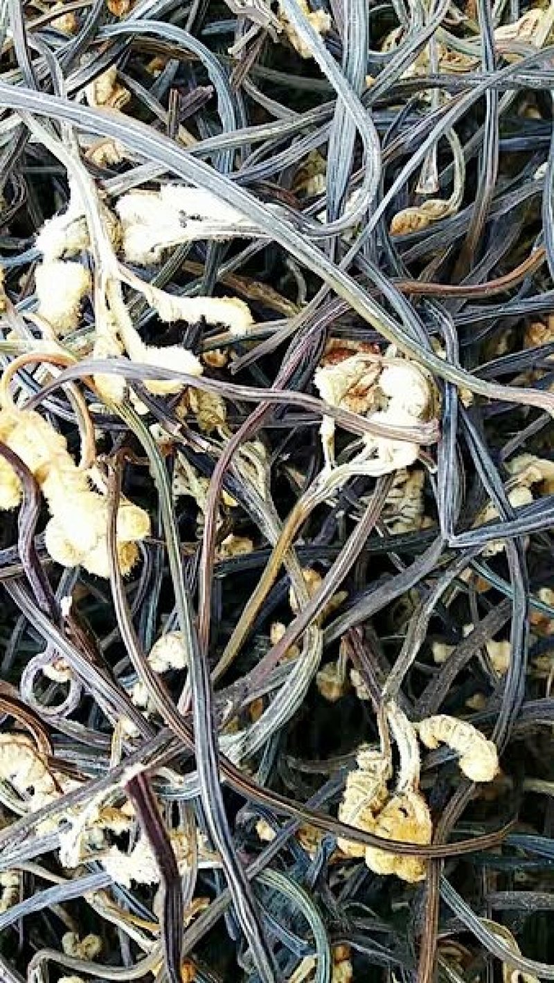 蕨菜干，天然优质干蕨菜农家采摘大山里的美味，龙爪菜，，