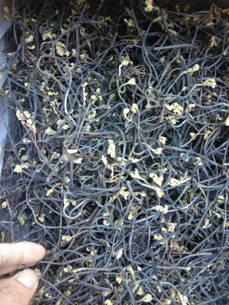蕨菜干，天然优质干蕨菜农家采摘大山里的美味，龙爪菜，，