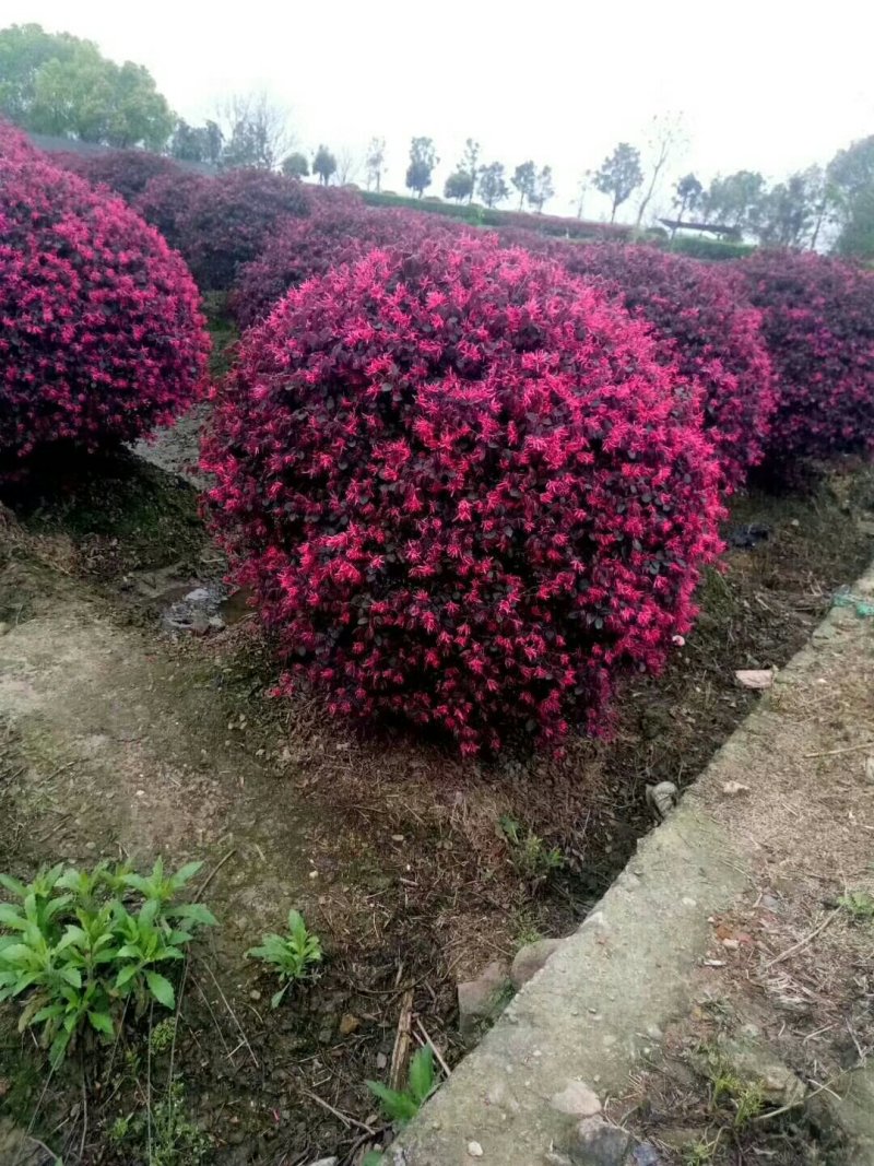 红花檵木，红花檵木(树桩，球)河南红花继木基地直销