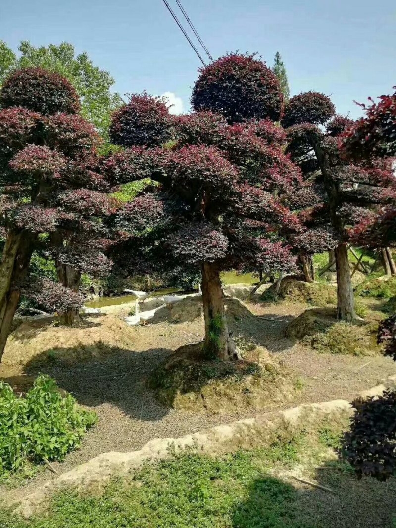 红花檵木，红花檵木(树桩，球)河南红花继木基地直销