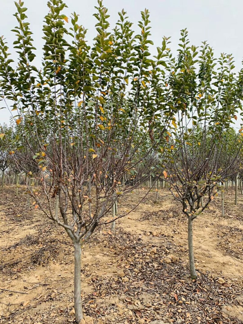 海棠基地海棠树苗，多种品种，规格齐全，质量优。