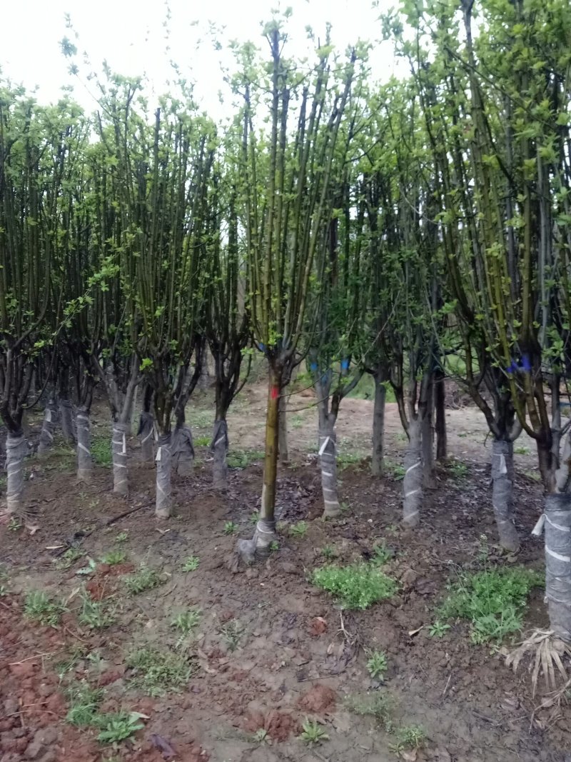 海棠基地海棠树苗，多种品种，规格齐全，质量优。
