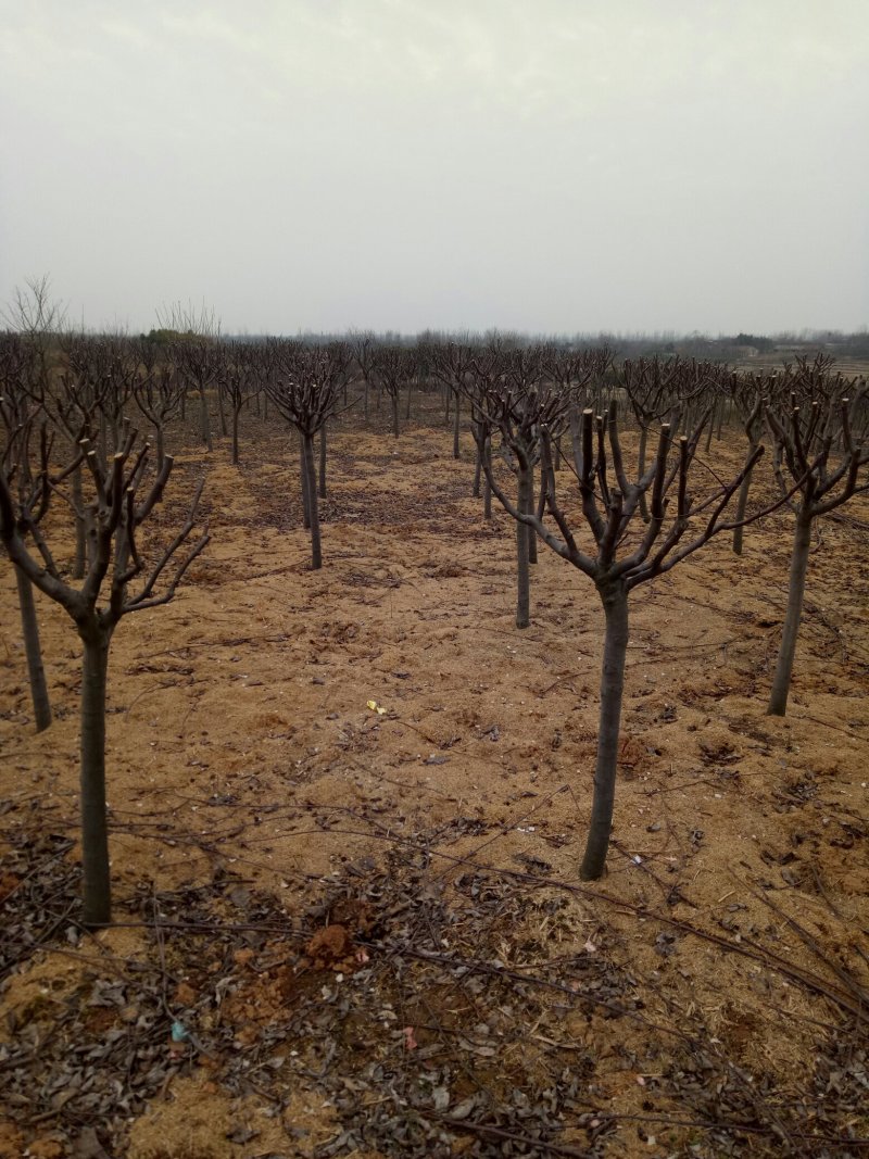 海棠基地海棠树苗，多种品种，规格齐全，质量优。