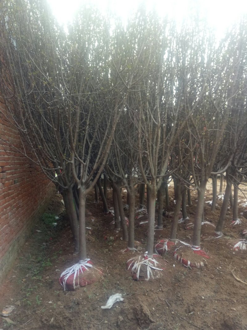 海棠基地海棠树苗，多种品种，规格齐全，质量优。