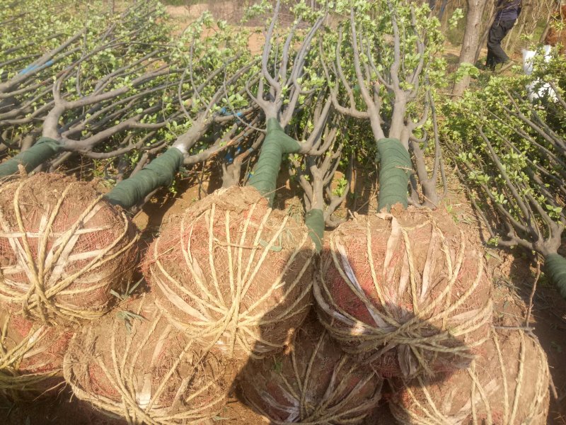 海棠基地海棠树苗，多种品种，规格齐全，质量优。
