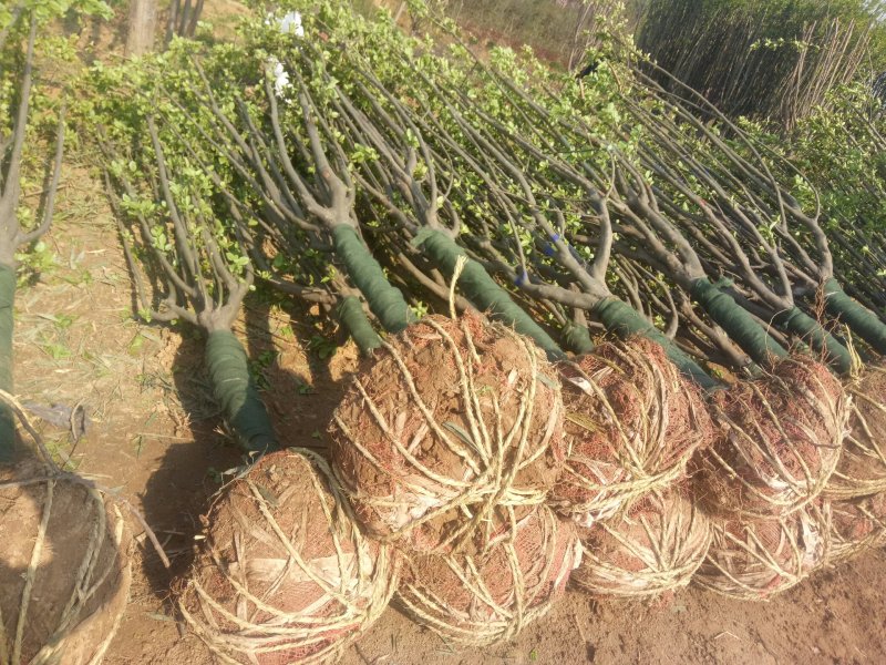 海棠基地海棠树苗，多种品种，规格齐全，质量优。