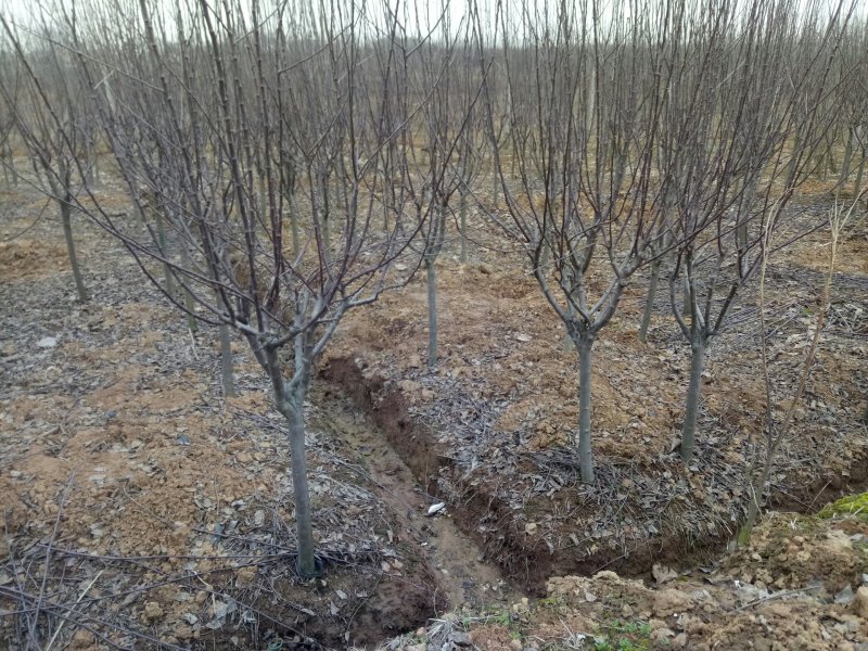 海棠基地海棠树苗，多种品种，规格齐全，质量优。