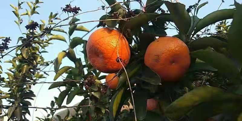 广西荔浦金秀优质沙糖桔，甜蜜蜜，糖分充足，