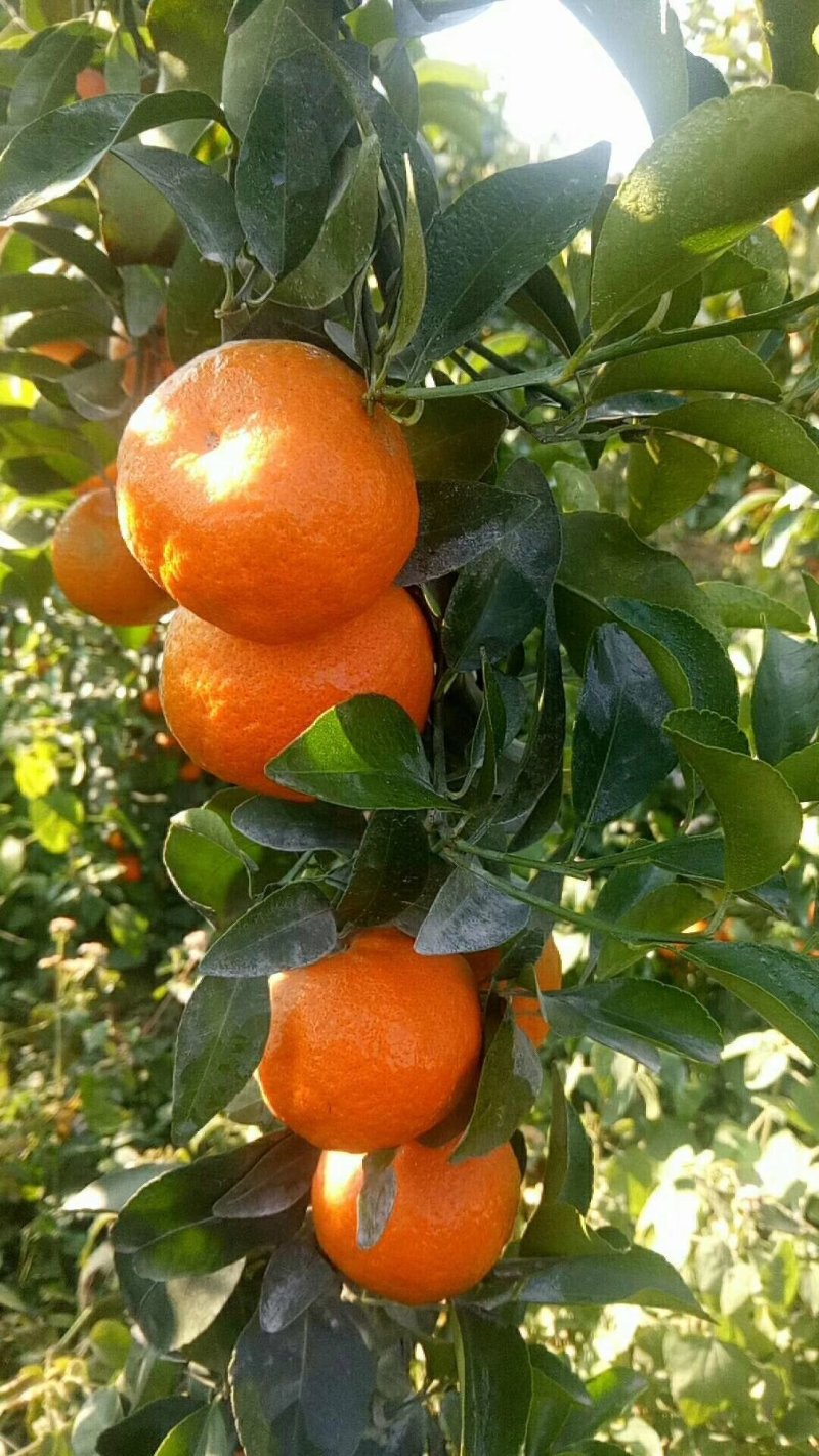 广西荔浦金秀优质沙糖桔，甜蜜蜜，糖分充足，