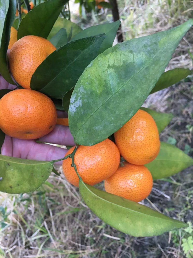 广西荔浦金秀优质沙糖桔，甜蜜蜜，糖分充足，