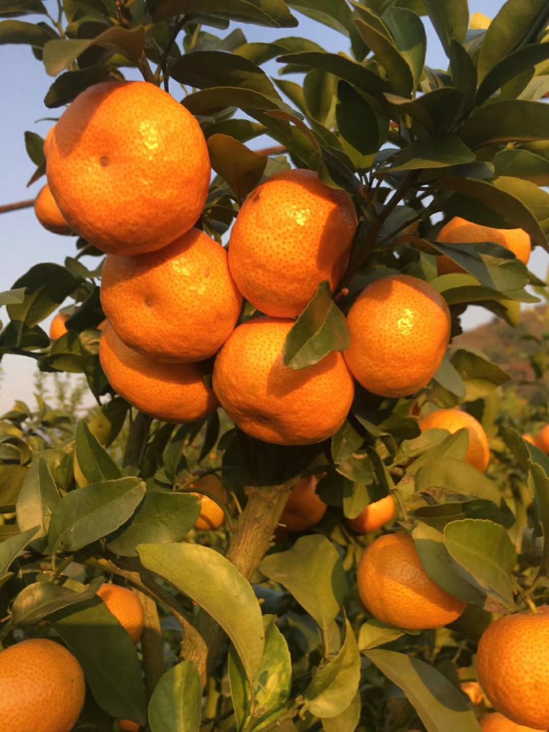广西荔浦金秀优质沙糖桔，甜蜜蜜，糖分充足，