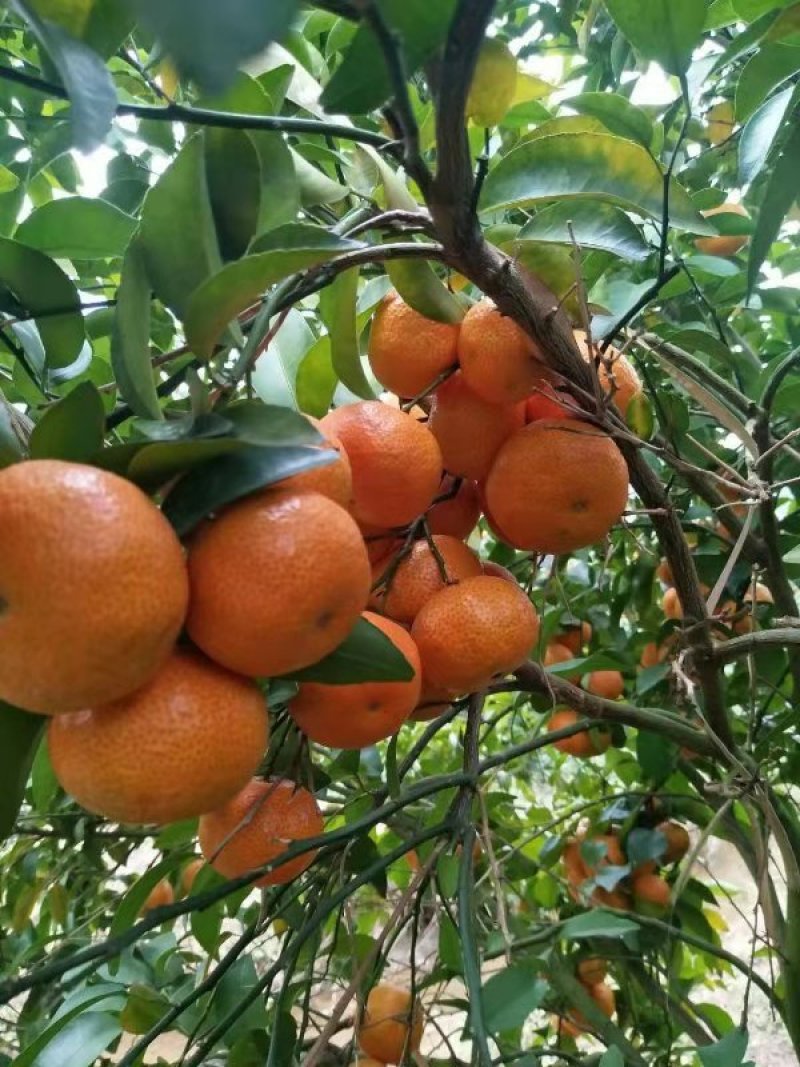 广西荔浦金秀优质沙糖桔，甜蜜蜜，糖分充足，
