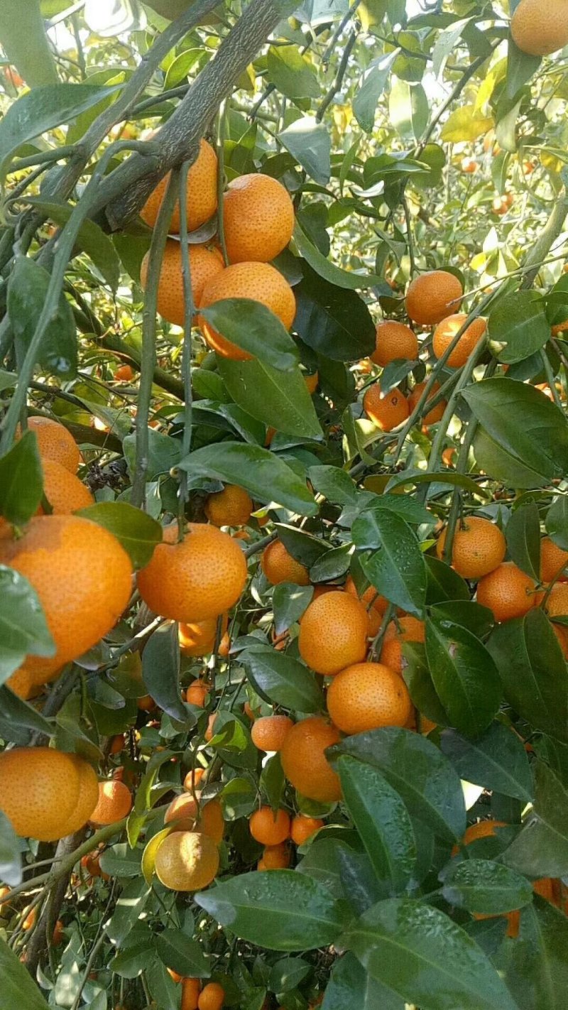 广西荔浦金秀优质沙糖桔，甜蜜蜜，糖分充足，