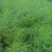 芦笋苗