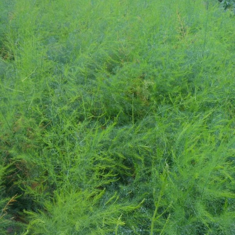 芦笋苗