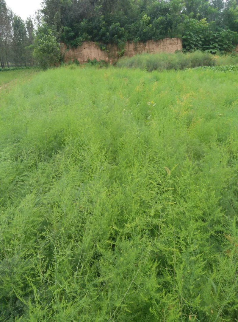 芦笋苗