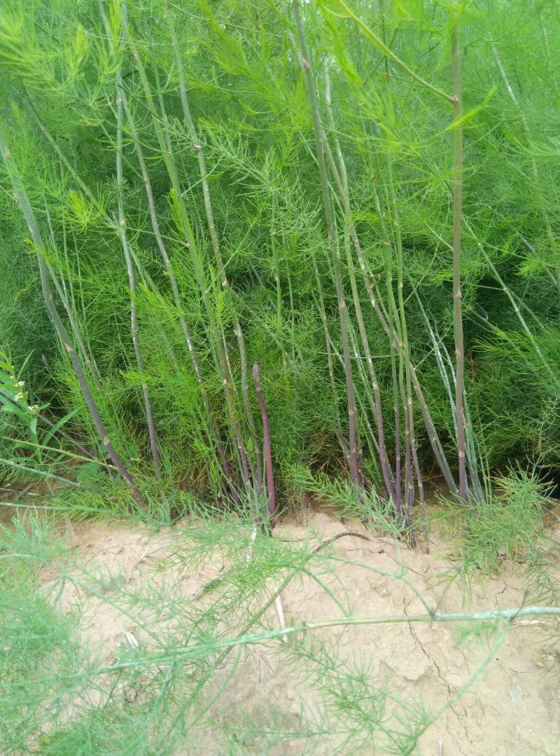 芦笋苗