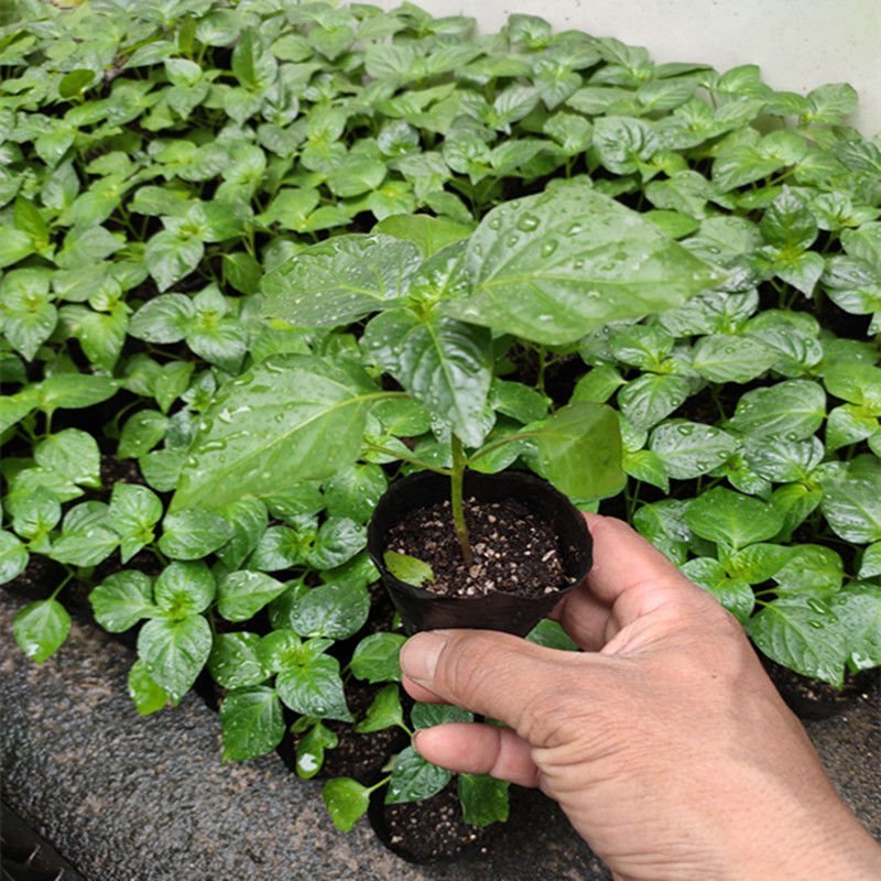 基地直供湖南高优七彩椒苗，泡椒苗，常年接受预定及代育等。