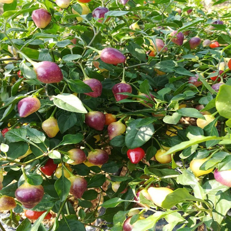 基地直供湖南高优七彩椒苗，泡椒苗，常年接受预定及代育等。