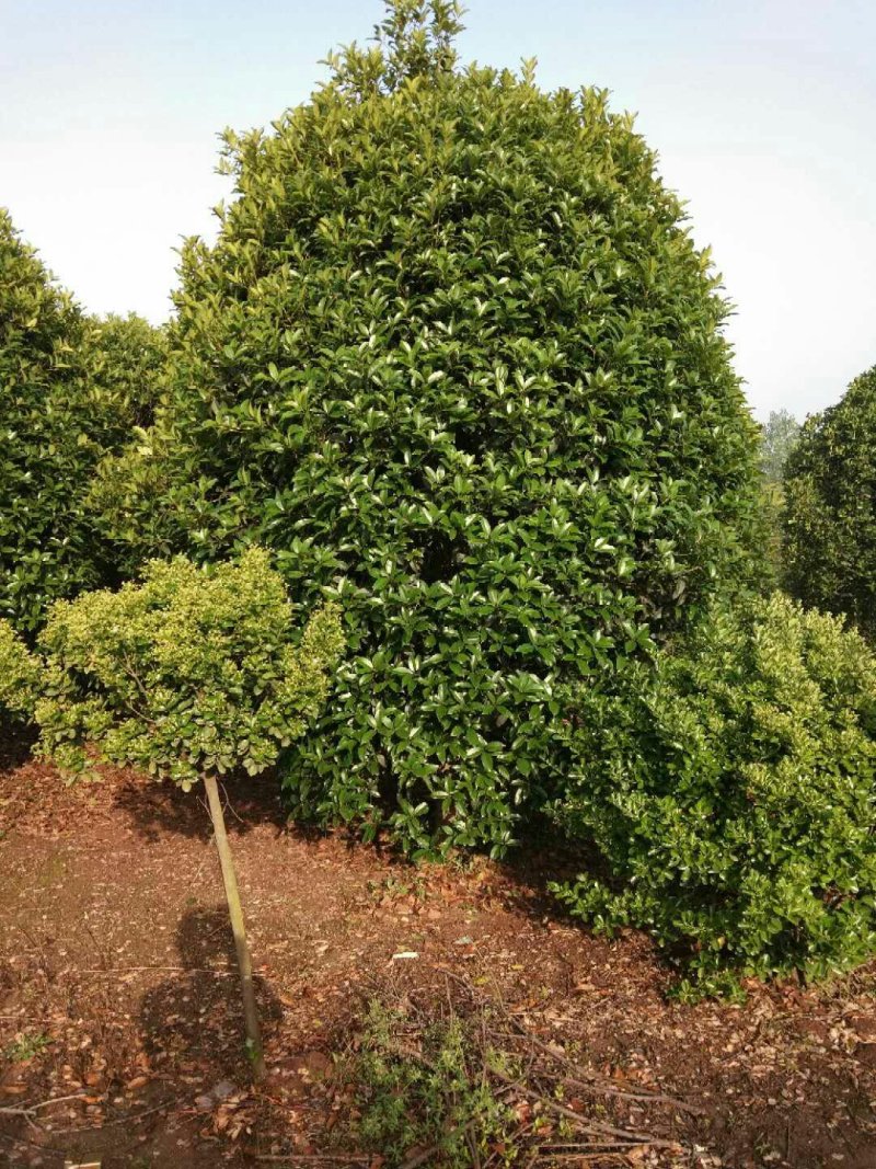 丛生桂花，丛生桂花基地，丛生桂花价格，潢川桂花基地直销