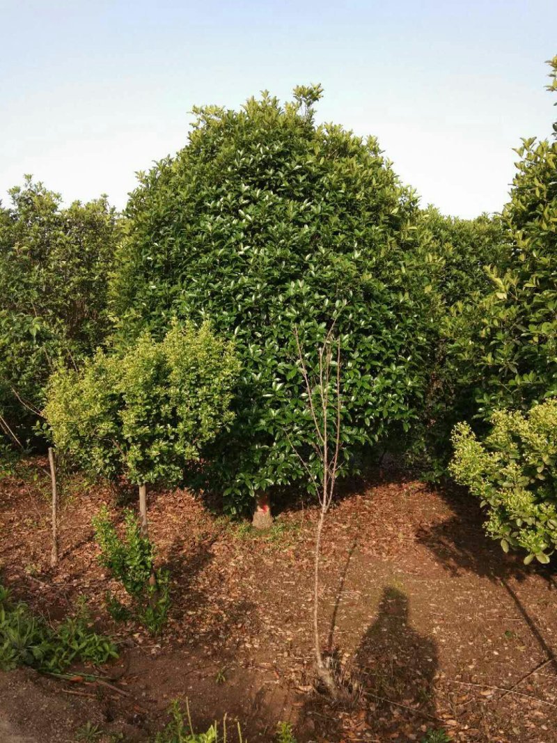 丛生桂花，丛生桂花基地，丛生桂花价格，潢川桂花基地直销