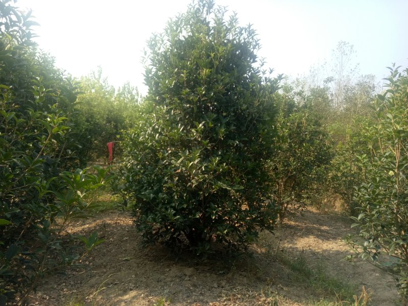 丛生桂花，丛生桂花基地，丛生桂花价格，潢川桂花基地直销