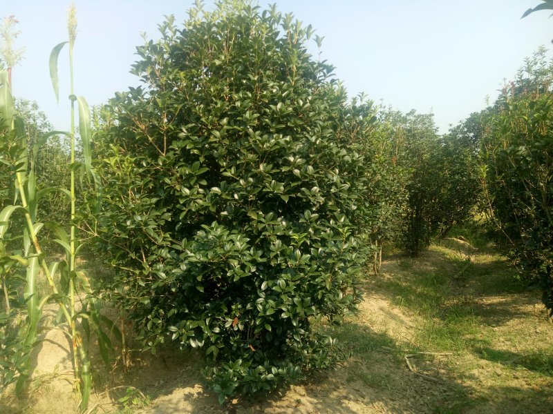 丛生桂花，丛生桂花基地，丛生桂花价格，潢川桂花基地直销