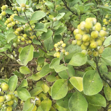 蔓荆子苗江西单叶蔓荆子苗扦插苗