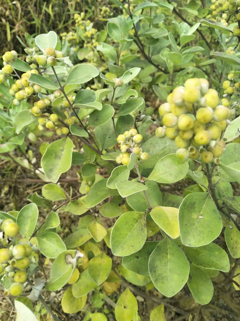 蔓荆子苗江西单叶蔓荆子苗扦插苗
