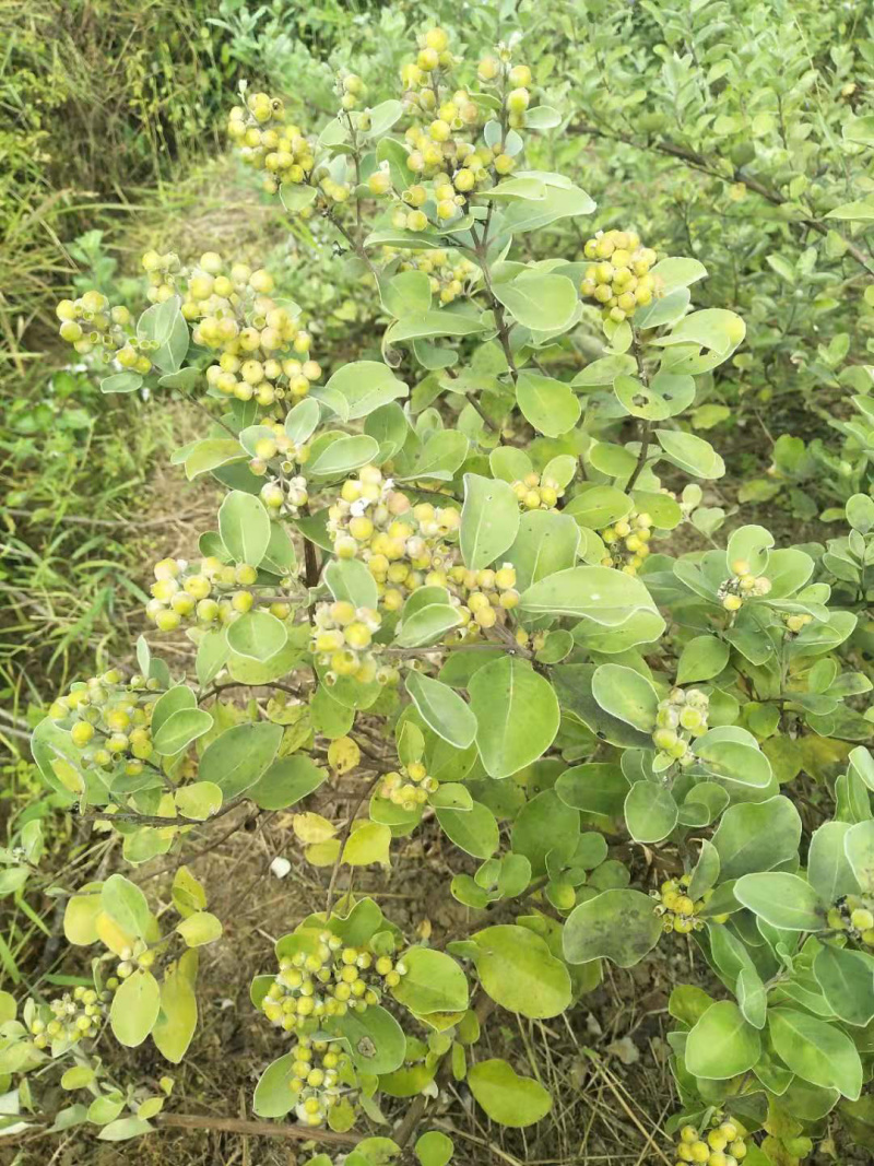 蔓荆子苗江西单叶蔓荆子苗扦插苗