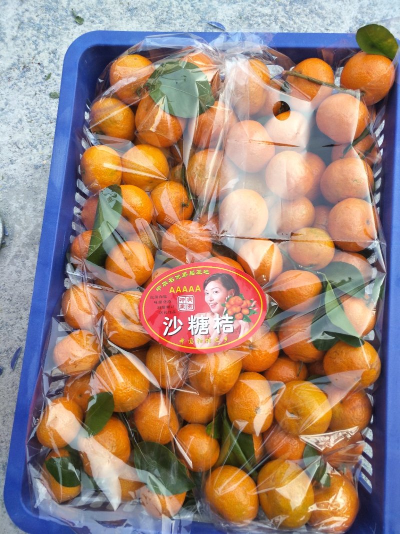 广西精品沙糖桔大量上市诚信经营，诚信经营，合作共赢未来
