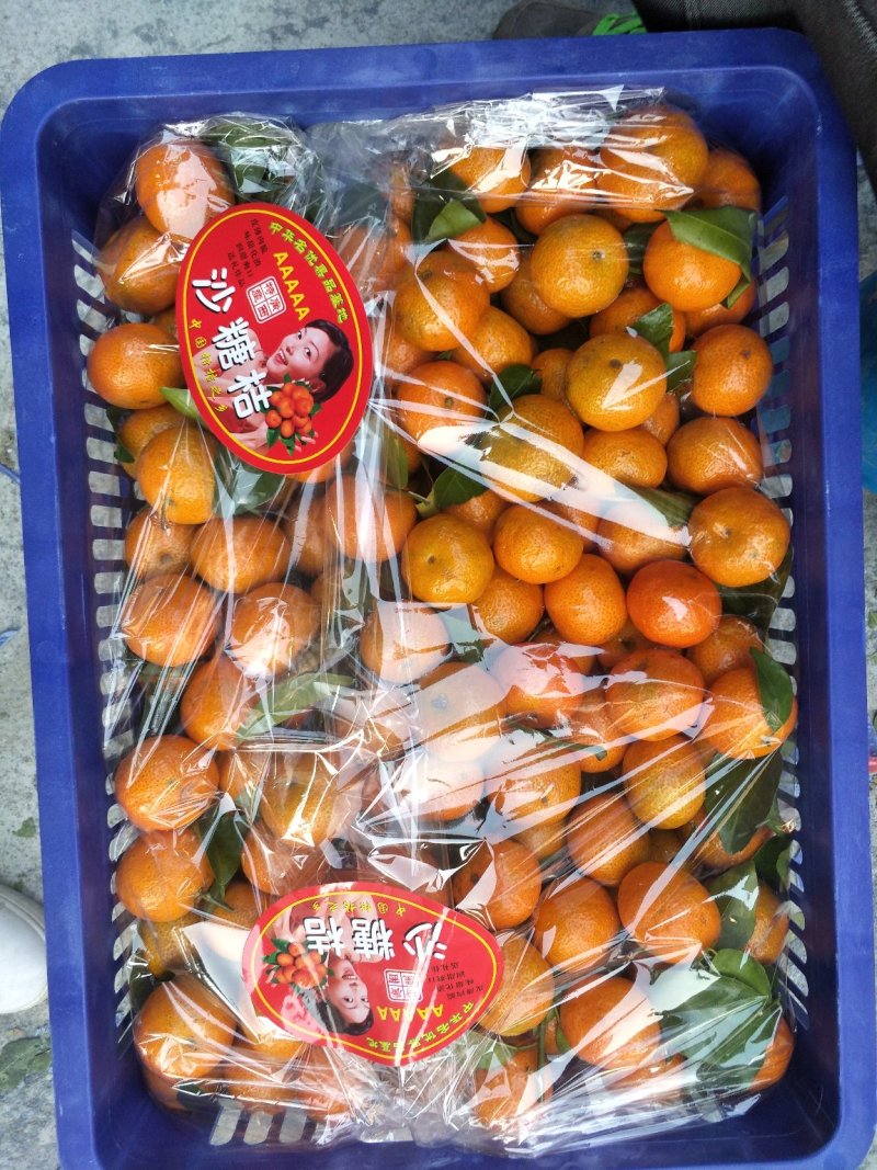 广西精品沙糖桔大量上市诚信经营，诚信经营，合作共赢未来