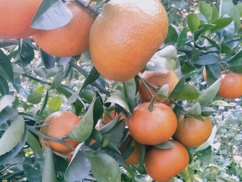 精品默科特橘，甜蜜蜜糖分充足，欢迎实力采购商