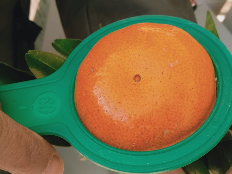 精品默科特橘，甜蜜蜜糖分充足，欢迎实力采购商