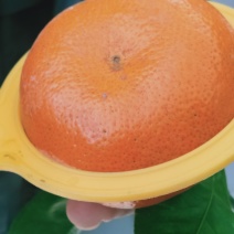 精品默科特橘，甜蜜蜜糖分充足，欢迎实力采购商