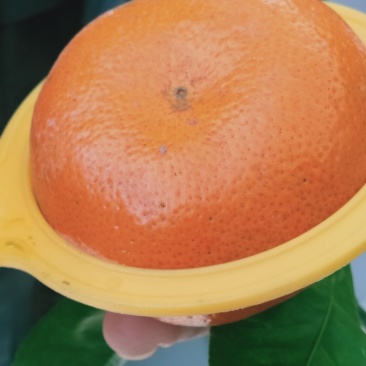 精品默科特橘，甜蜜蜜糖分充足，欢迎实力采购商