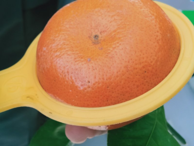 精品默科特橘，甜蜜蜜糖分充足，欢迎实力采购商