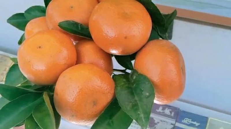 精品默科特橘，甜蜜蜜糖分充足，欢迎实力采购商