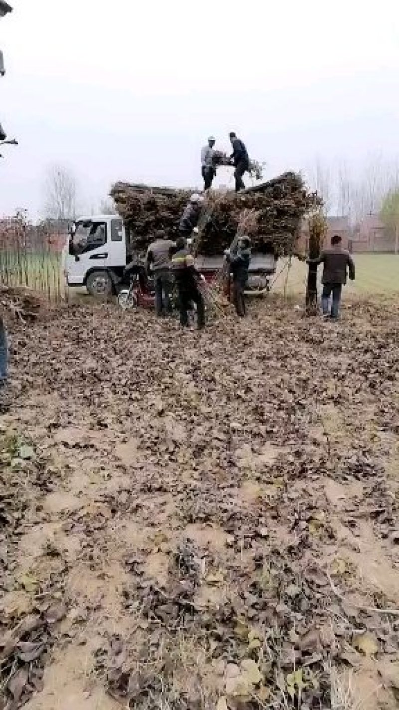 圆黄梨苗圆黄梨树苗外观漂亮口感好保湿包装保证纯度
