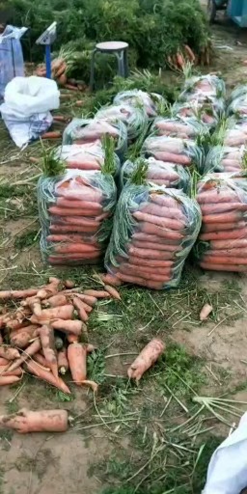 三红胡萝卜中条小条大头精品各种规格货源充足