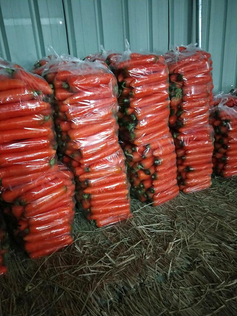 三红胡萝卜中条小条大头精品各种规格货源充足