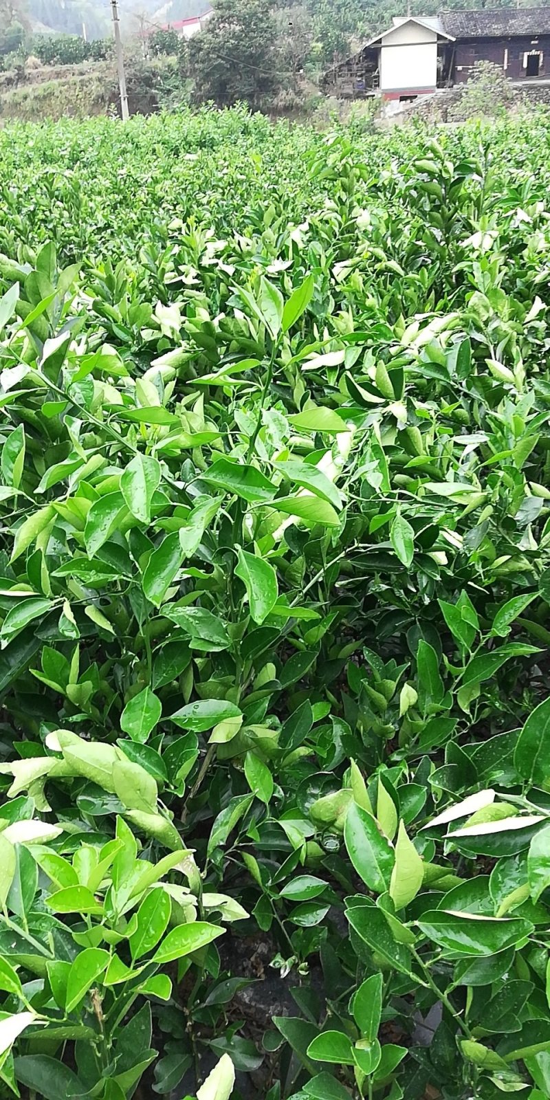 卡拉卡拉红心脐橙苗/红心纽荷尔苗/红心脐橙